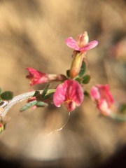 Acmispon cytisoides