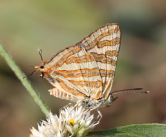 Cigaritis schistacea