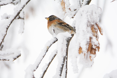 Fringilla montifringilla