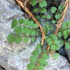 Cardamine oligosperma
