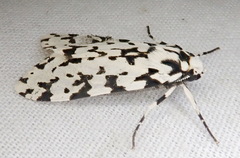 Eucereon tigrata