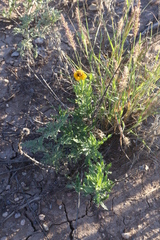 Helianthus laciniatus