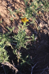 Helianthus laciniatus