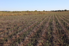 Helianthus laciniatus