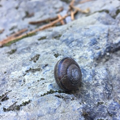 Helminthoglypta umbilicata