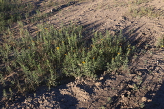 Helianthus laciniatus