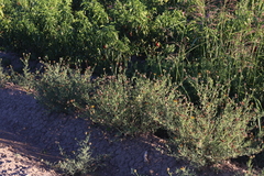 Helianthus laciniatus