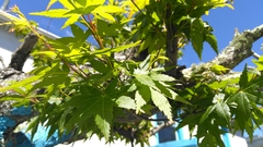 Acer
