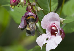 Bombus sporadicus