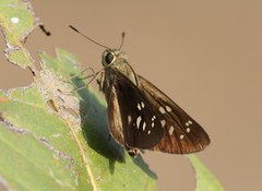 Pelopidas conjuncta narooa