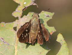 Pelopidas conjuncta narooa