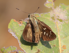 Pelopidas conjuncta narooa