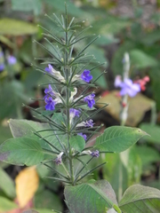 Haplanthodes verticillatus