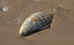 Conodon nobilis