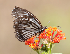 Parantica aglea aglea