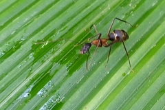Camponotus lespesii