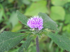 Phyllocephalum scabridum