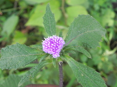 Phyllocephalum scabridum