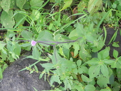 Phyllocephalum scabridum