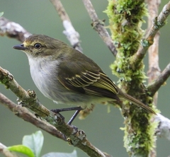 Zimmerius albigularis