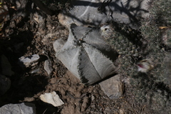 Astrophytum coahuilense