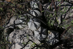 Astrophytum coahuilense