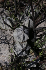 Astrophytum coahuilense