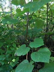 Cercis canadensis