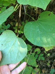 Cercis canadensis