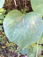 Cercis canadensis