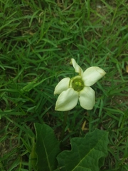 Jaborosa runcinata