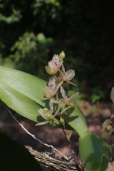 Leochilus oncidioides