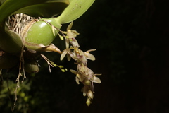 Leochilus oncidioides