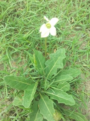 Jaborosa runcinata