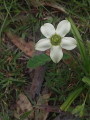 Jaborosa runcinata
