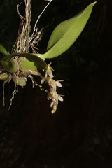 Leochilus oncidioides