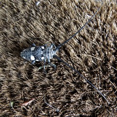 Zographus nivisparsus
