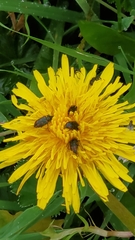 Astylus bourgeoisi