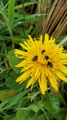Astylus bourgeoisi