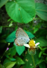 Euchrysops cnejus cnejus