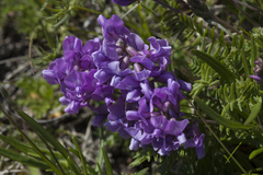 Oxytropis coerulea coerulea