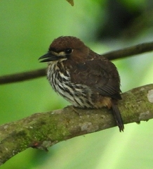 Micromonacha lanceolata