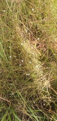 Oldenlandia herbacea