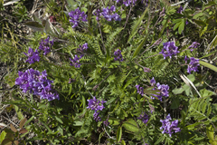 Oxytropis coerulea coerulea