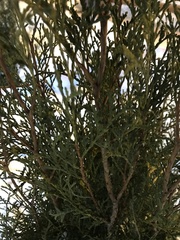 Platycladus orientalis