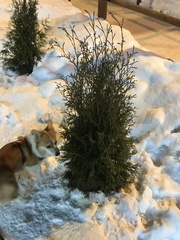 Platycladus orientalis