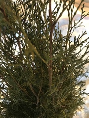 Platycladus orientalis