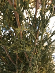 Platycladus orientalis