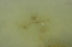 Ranunculus confervoides