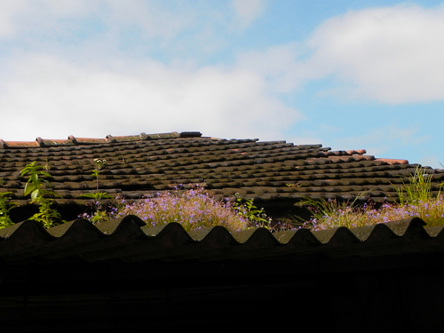 Image of Murdannia semiteres by no rights reserved